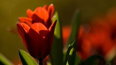 Flowers tulips red flower