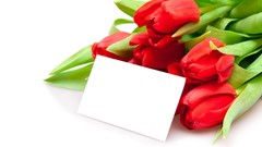 Flowers tulips red flowers