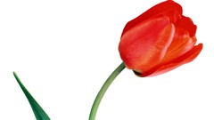 Flowers tulips red flowers