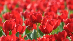 Flowers tulips red flowers