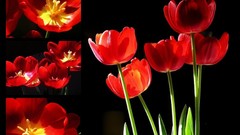 Flowers tulips red flowers