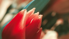 Flowers tulips red flowers