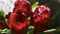 Flowers tulips red flowers