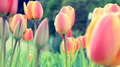 Flowers tulips red flowers Garden