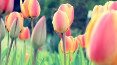 Flowers tulips red flowers Garden