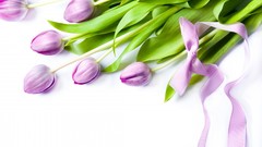 Flowers tulips Ribbons
