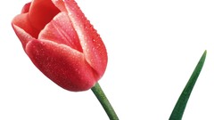 Flowers tulips Simple Background