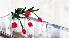 Flowers tulips still life