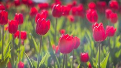 Flowers tulips sunlight red flowers