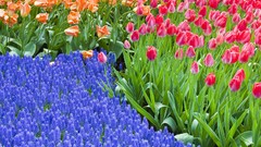 Flowers tulips The Netherlands