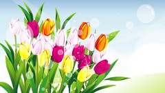 Flowers tulips vectors