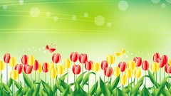 Flowers tulips vectors