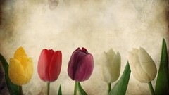 Flowers tulips vintage