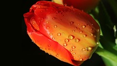 Flowers tulips water drops