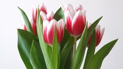 Flowers tulips white background