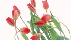 Flowers tulips white background