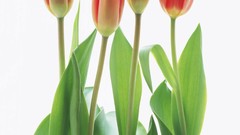 Flowers tulips white background