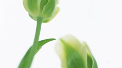 Flowers tulips white background