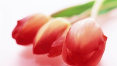 Flowers tulips white background