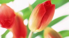 Flowers tulips white background