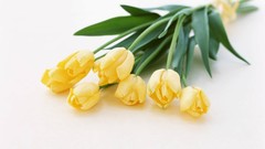 Flowers tulips white background