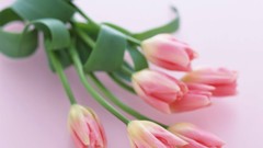 Flowers tulips white background