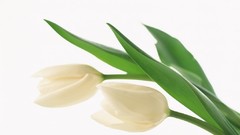 Flowers tulips white background