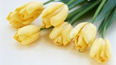 Flowers tulips white background