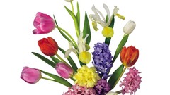 Flowers tulips white background