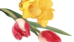 Flowers tulips white background