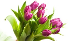 Flowers tulips white background