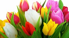 Flowers tulips white background multicolor