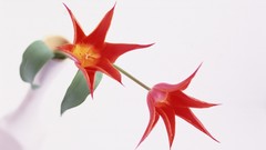 Flowers tulips white background red flowers