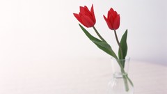 Flowers tulips white background red flowers
