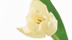 Flowers tulips white background white flowers