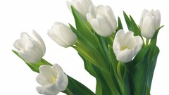 Flowers tulips white flowers