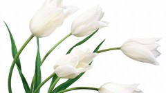 Flowers tulips white flowers
