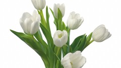Flowers tulips white flowers