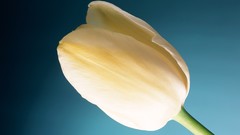 Flowers tulips white flowers