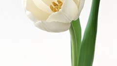 Flowers tulips white flowers