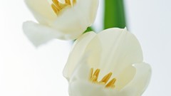 Flowers tulips white flowers