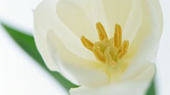 Flowers tulips white flowers