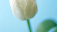 Flowers tulips white flowers