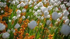 Flowers tulips white flowers