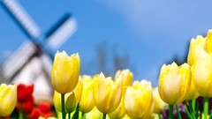 Flowers tulips windmills blurred background