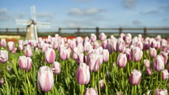 Flowers tulips windmills fields
