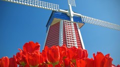 Flowers tulips windmills holland red flowers