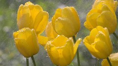 Flowers tulips yellow flowers