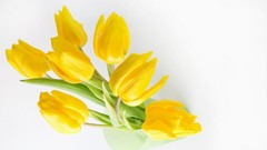 Flowers tulips yellow flowers