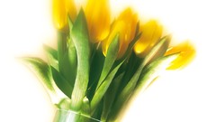 Flowers tulips yellow flowers